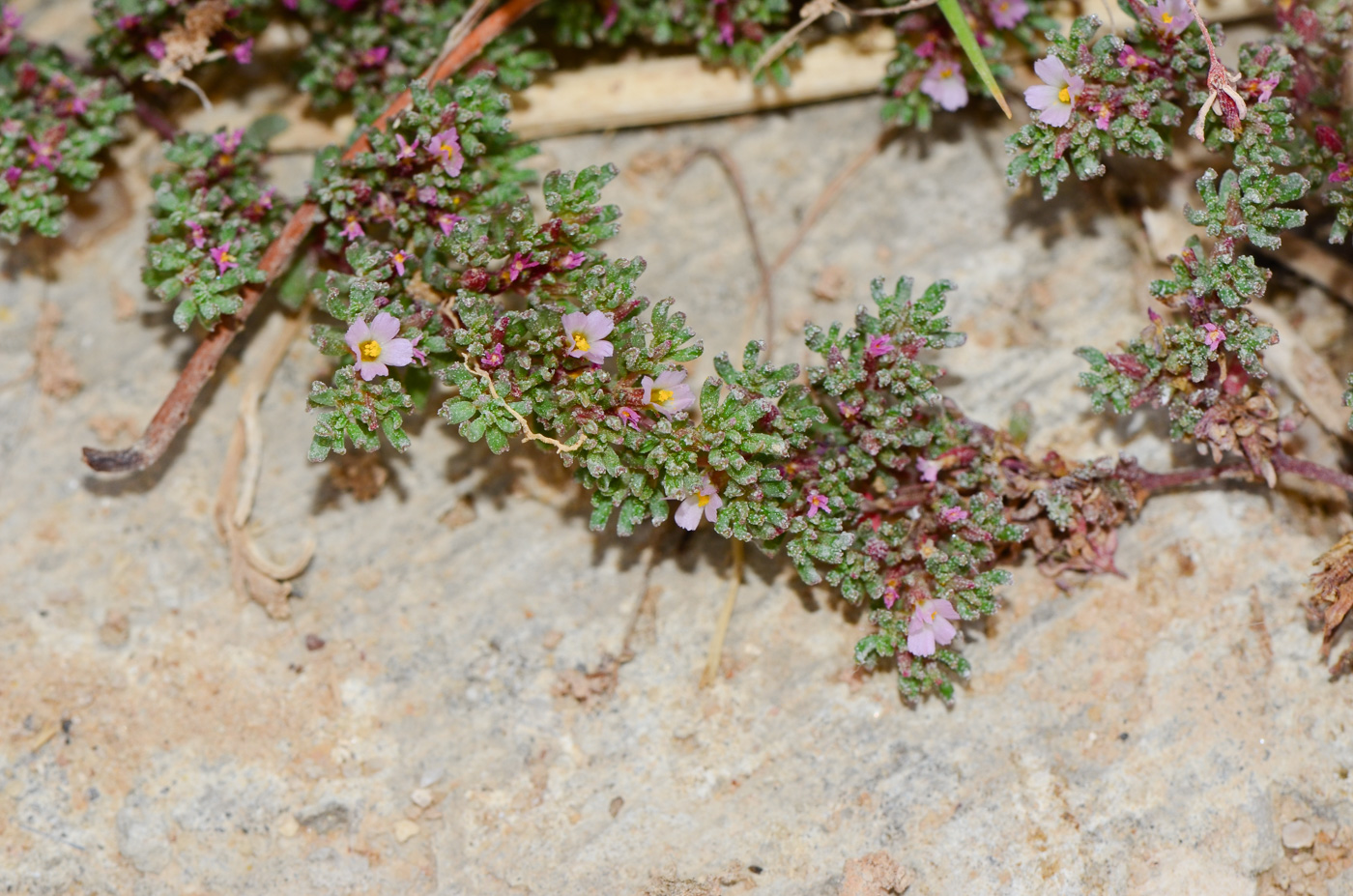 Image of Frankenia pulverulenta specimen.