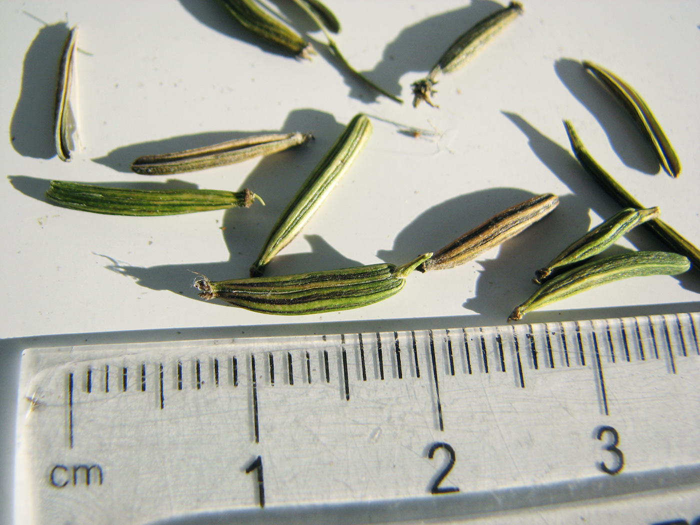 Image of Chaerophyllum aromaticum specimen.