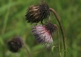 Cirsium weyrichii