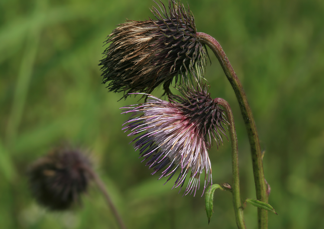 Изображение особи Cirsium weyrichii.