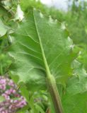 Image of taxon representative. Author is Геннадий Окатов