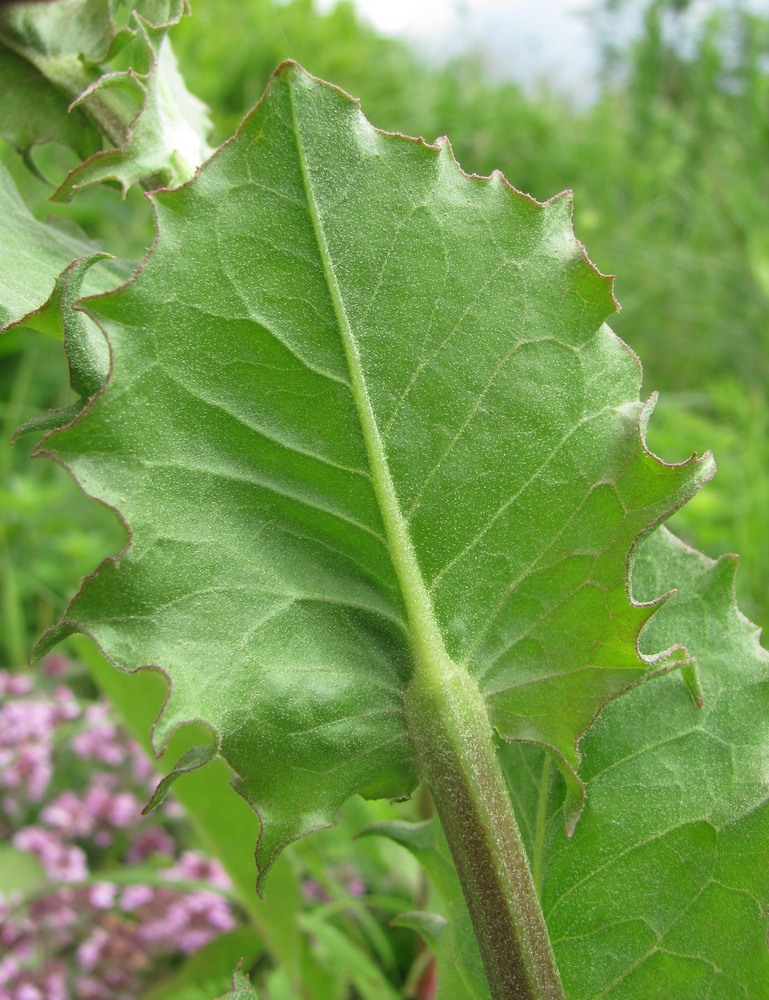 Image of Crepis pannonica specimen.