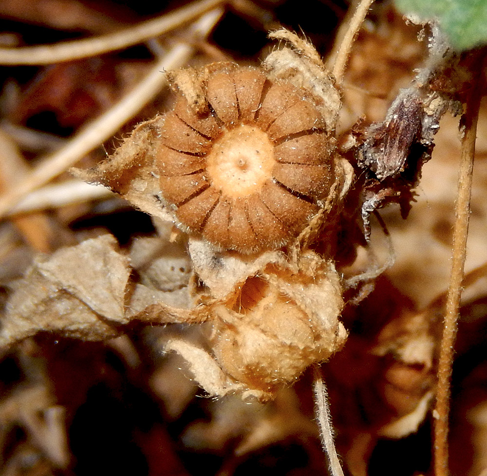 Изображение особи Malva neglecta.