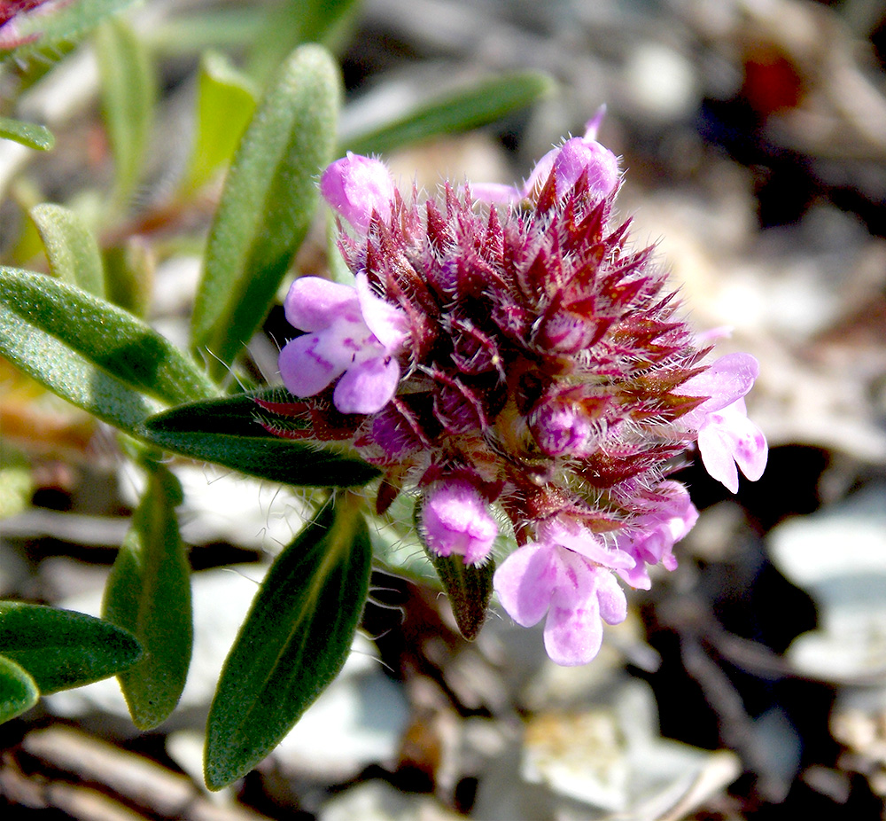 Изображение особи Thymus elenevskyi.