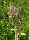 Borago officinalis. Соцветие с осыпавшимися венчиками. Украина, г. Запорожье, Прибрежная автомагистраль, заросшая клумба возле магазина Alfa Automotive Group. 26.06.2016.