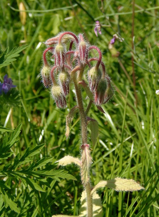 Изображение особи Borago officinalis.