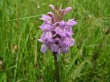 Dactylorhiza baltica