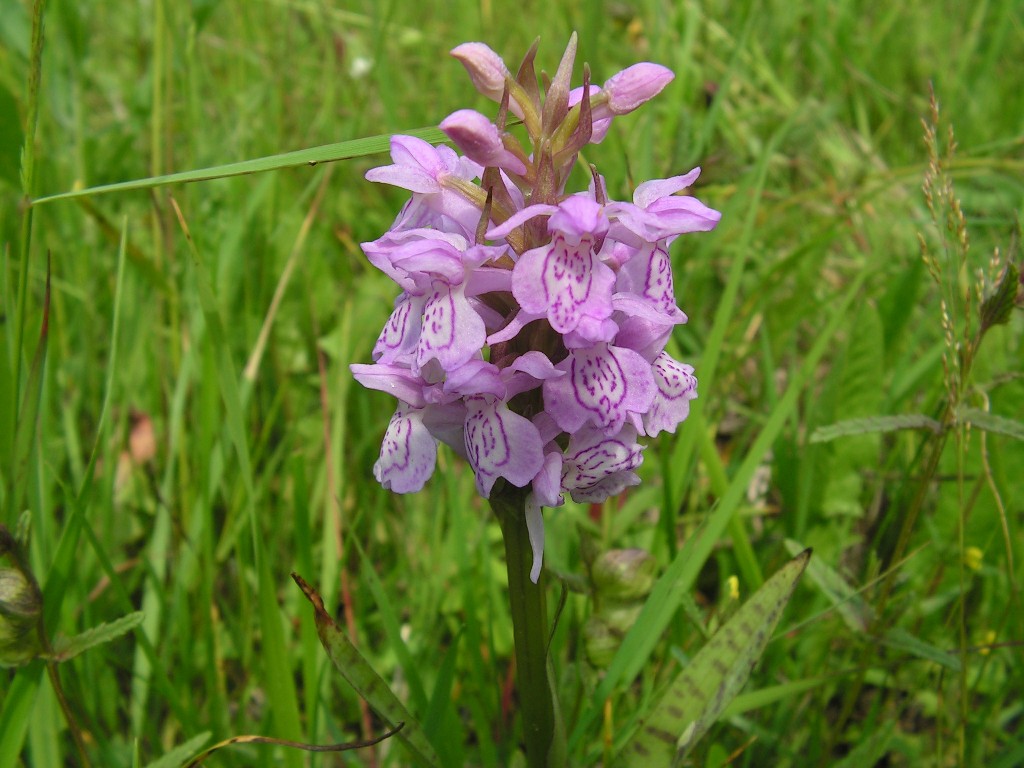 Изображение особи Dactylorhiza baltica.