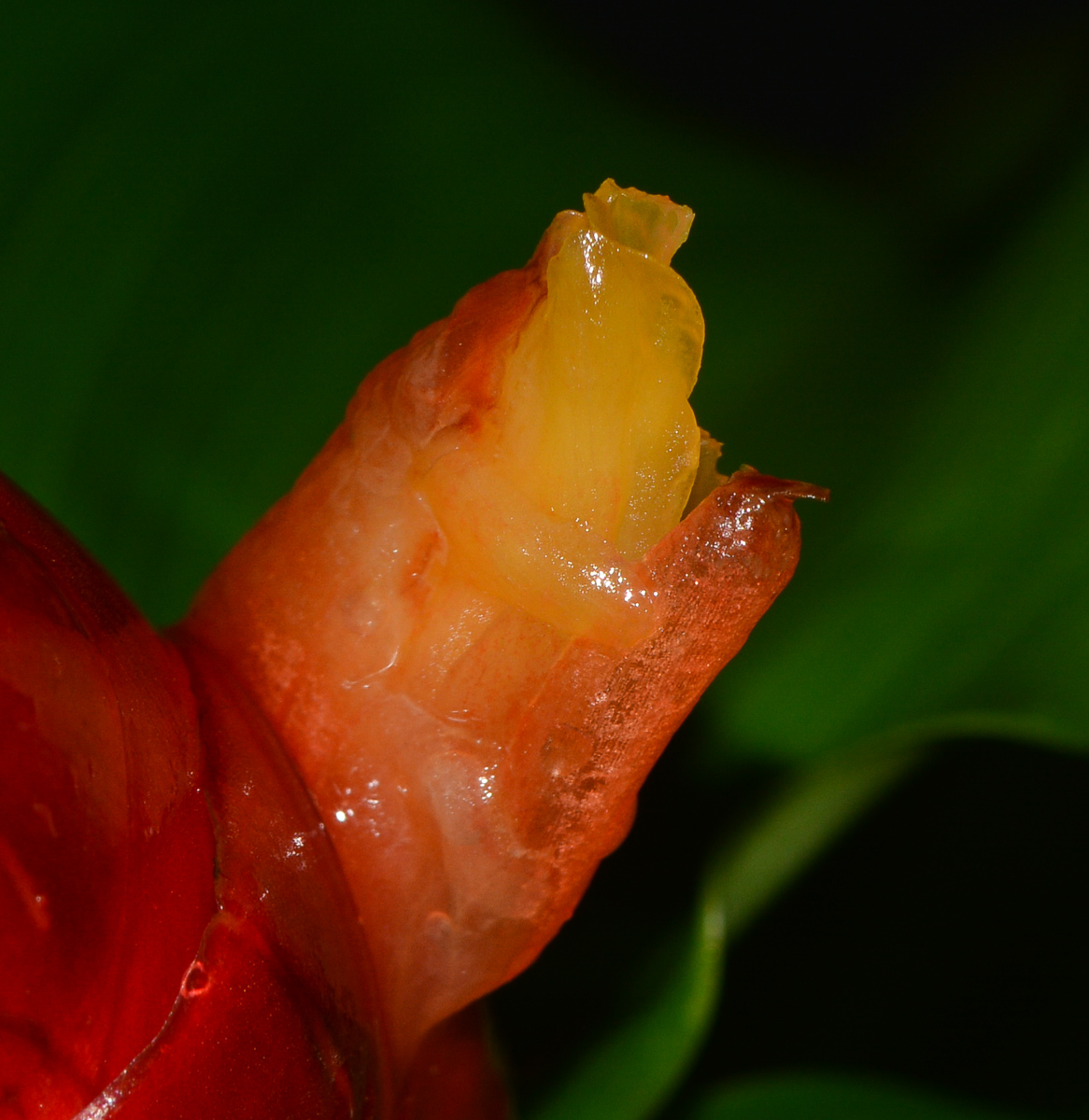 Image of Costus woodsonii specimen.