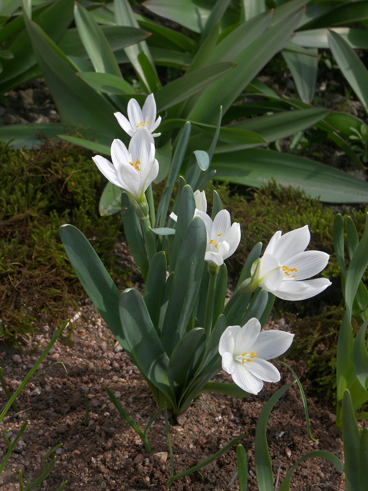 Изображение особи Sternbergia candida.