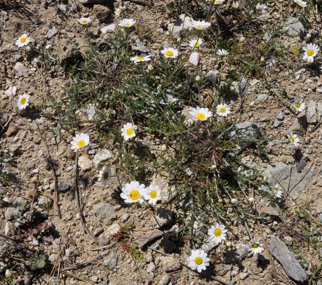 Image of genus Anthemis specimen.