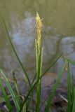Carex sylvatica. Соцветия и листья. Горный Крым, Чернореченский каньон. 25.04.2017.