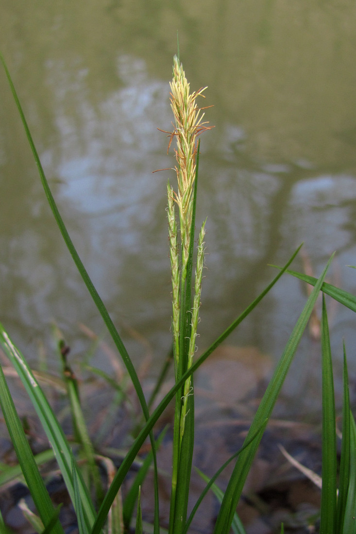 Изображение особи Carex sylvatica.