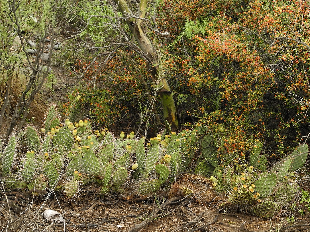 Изображение особи Opuntia sulphurea.