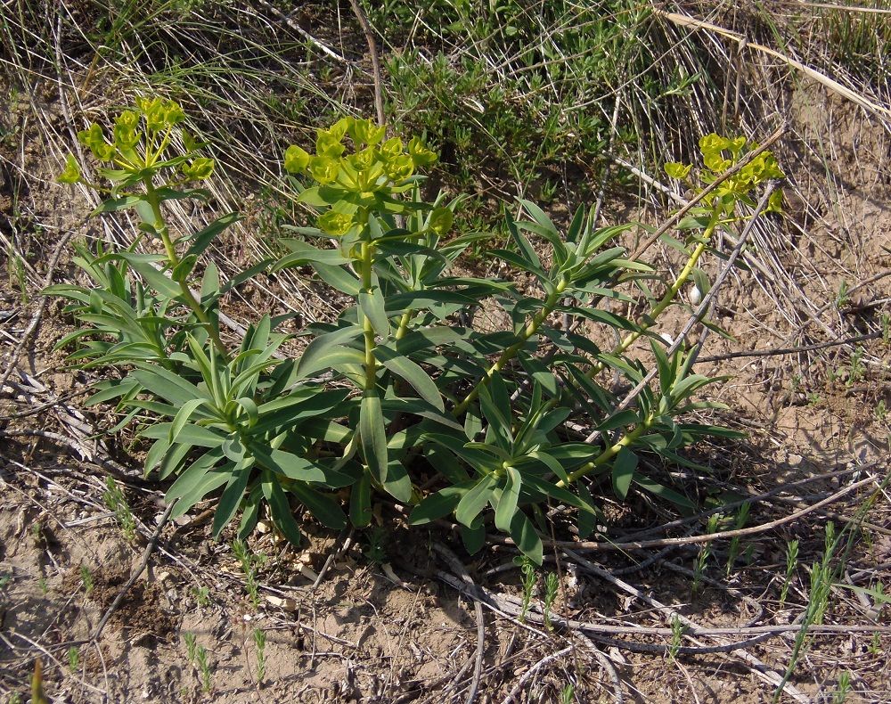 Image of Euphorbia stepposa specimen.