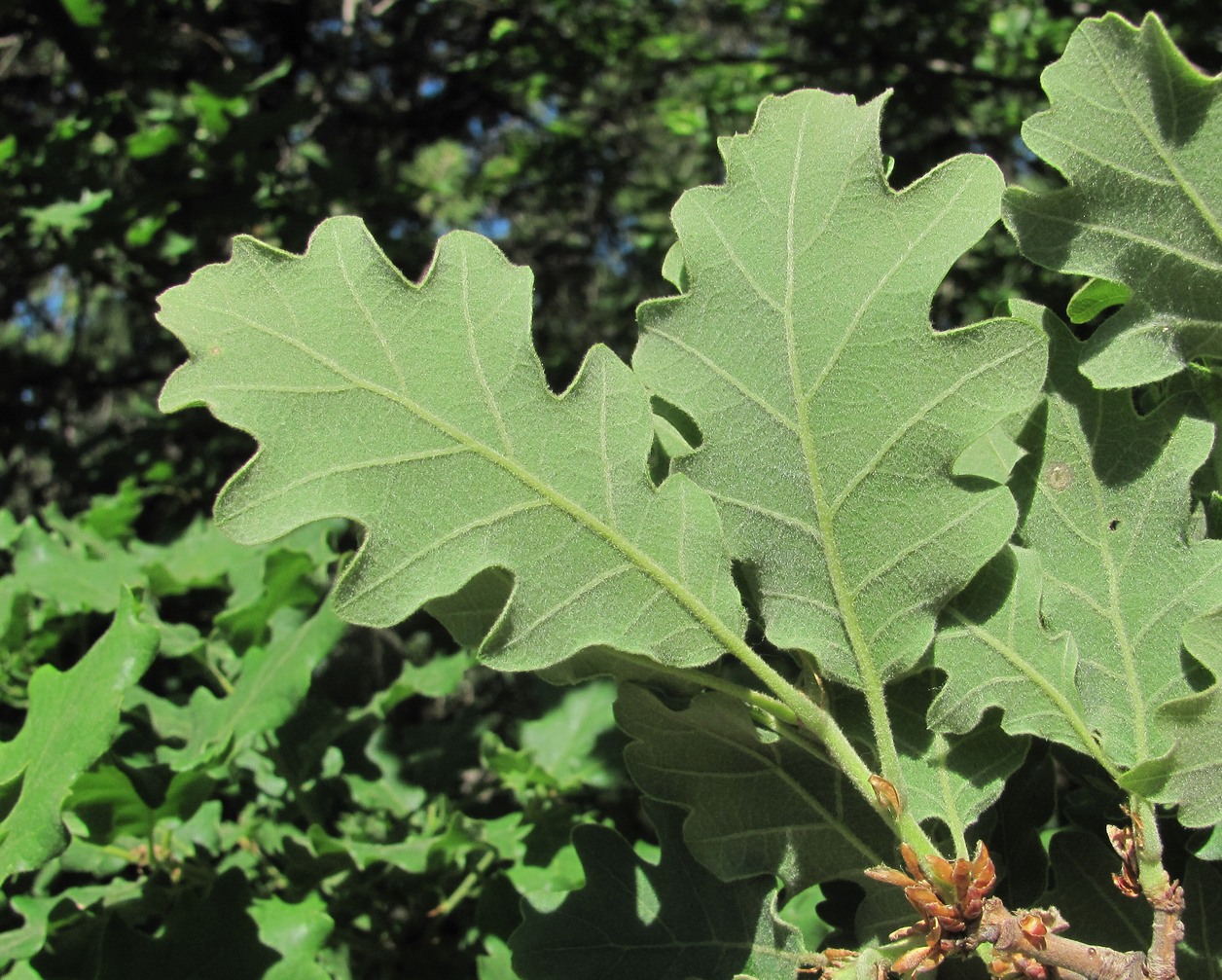 Изображение особи Quercus pubescens.