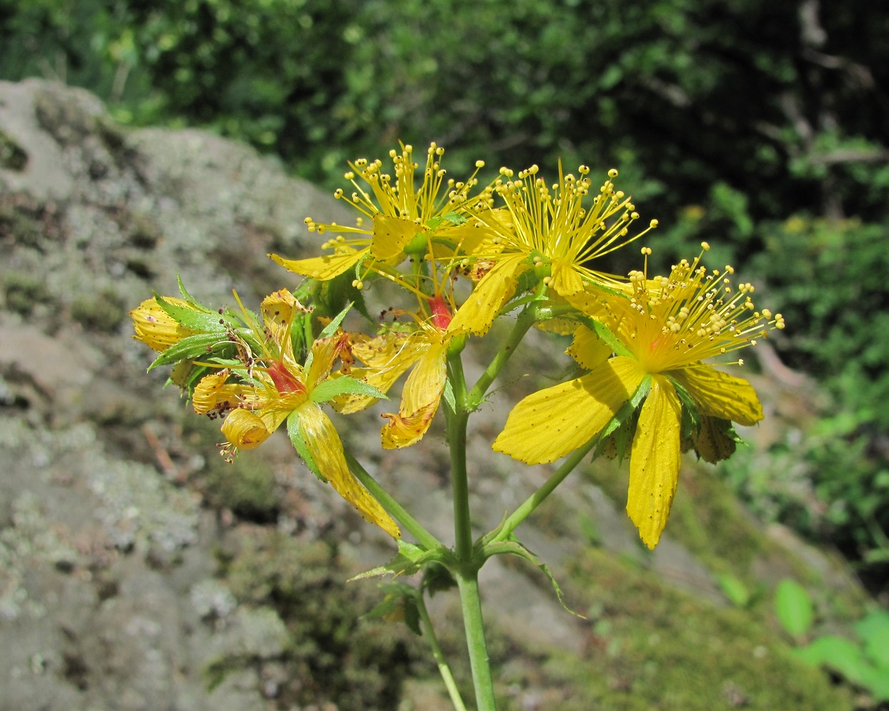 Image of Hypericum maleevii specimen.