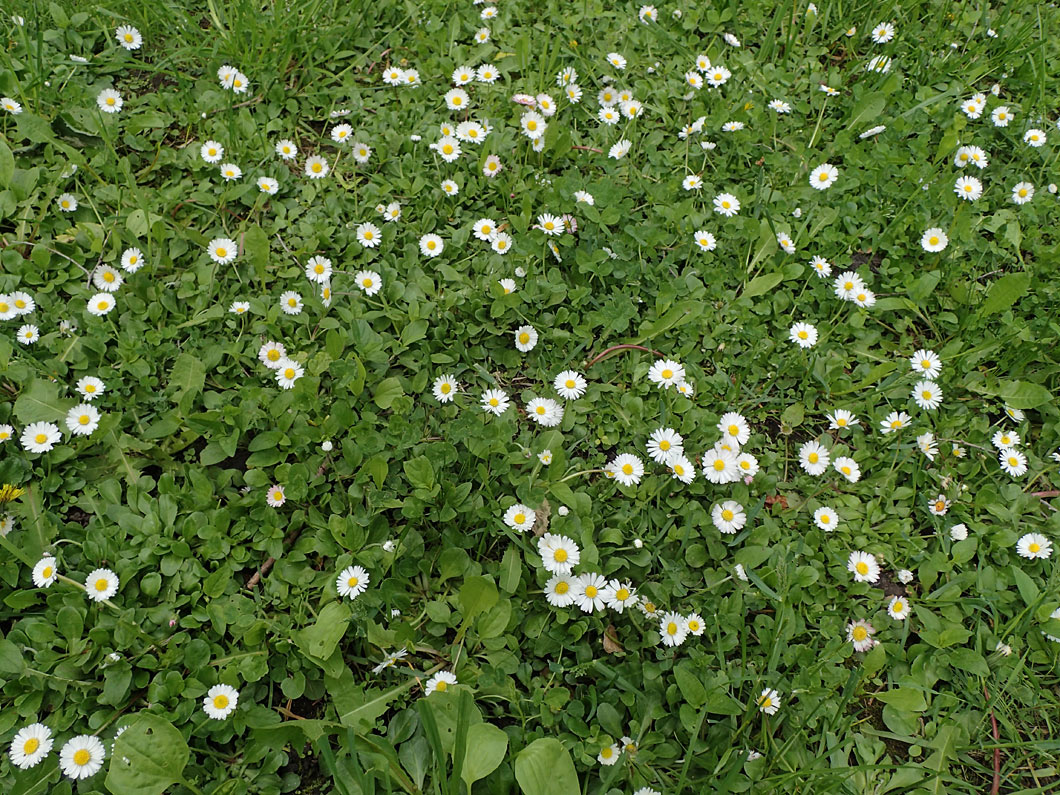 Image of Bellis perennis specimen.