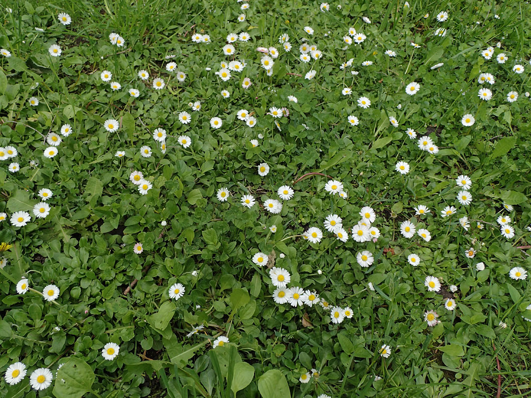 Изображение особи Bellis perennis.