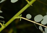 Sesbania grandiflora. Часть побега с основаниями листьев. Таиланд, о-в Пхукет, курорт Ката, во дворе, в культуре. 09.01.2017.