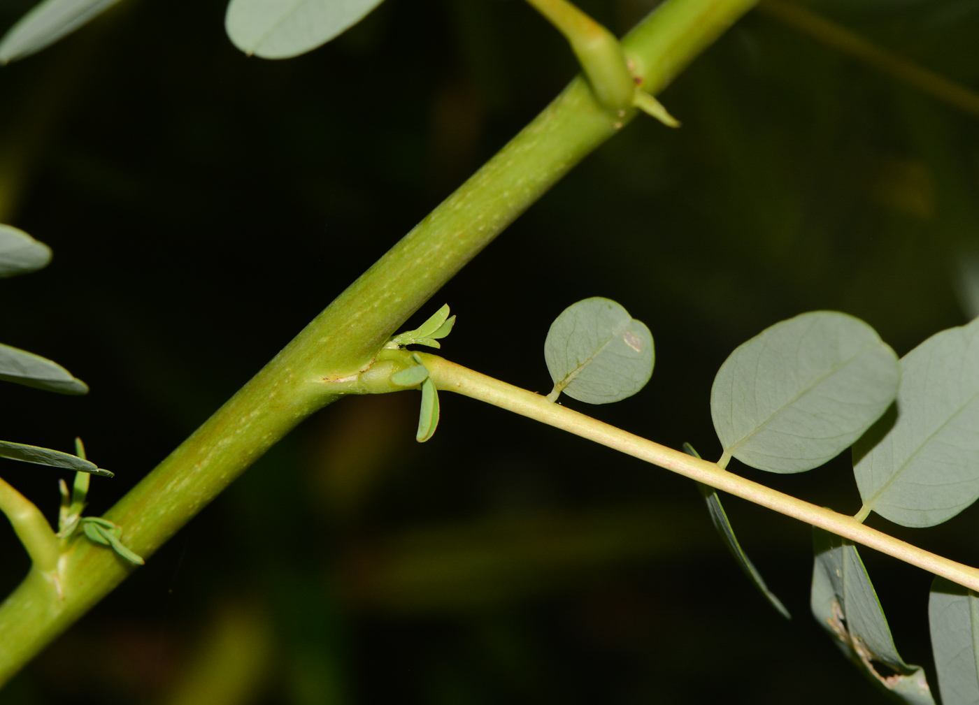 Image of Sesbania grandiflora specimen.