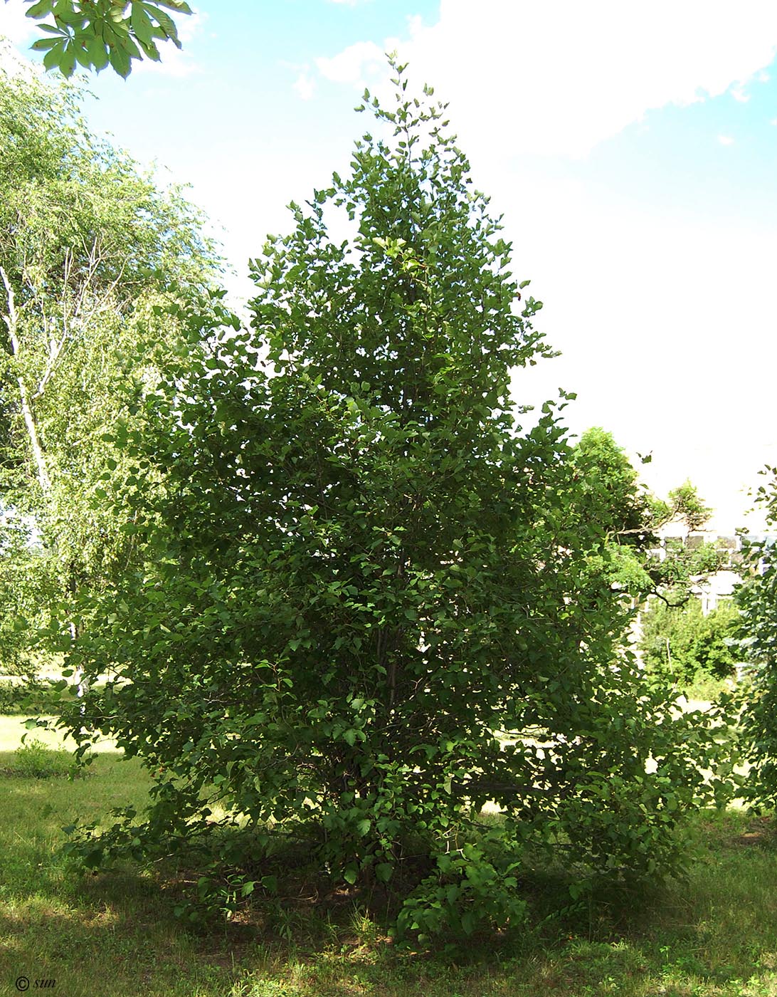 Image of Crataegus submollis specimen.