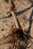 Phleum pratense