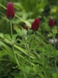 Trifolium incarnatum. Верхушка побега с развивающимся соцветием. Пермский край, г. Пермь, Кировский р-н, травянистый газон. 23.07.2017.