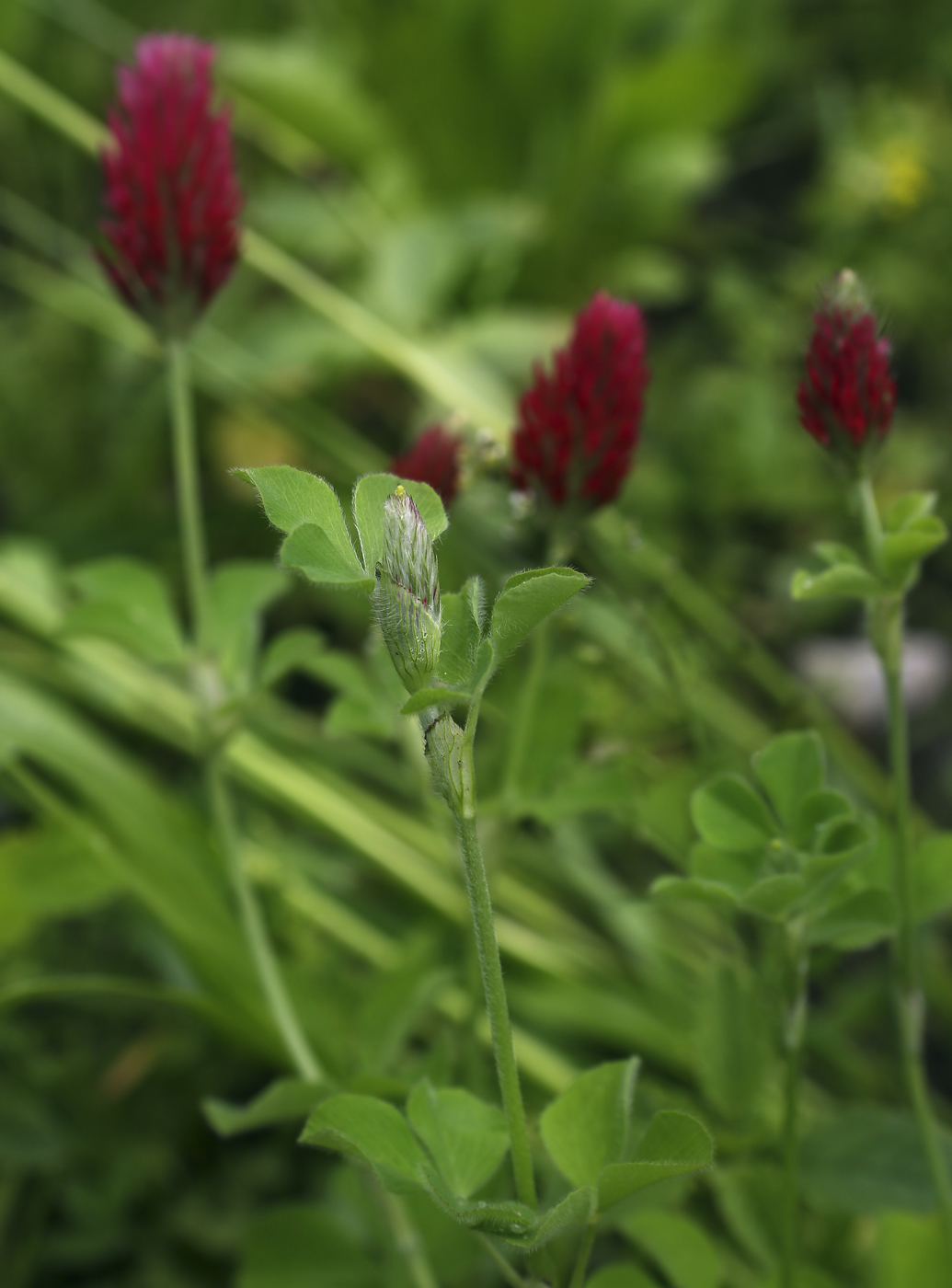 Изображение особи Trifolium incarnatum.