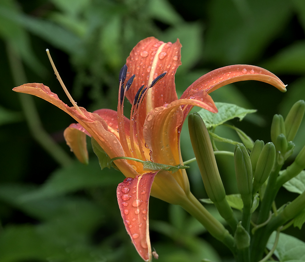 Изображение особи Hemerocallis × hybrida.