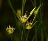 Juncus bufonius