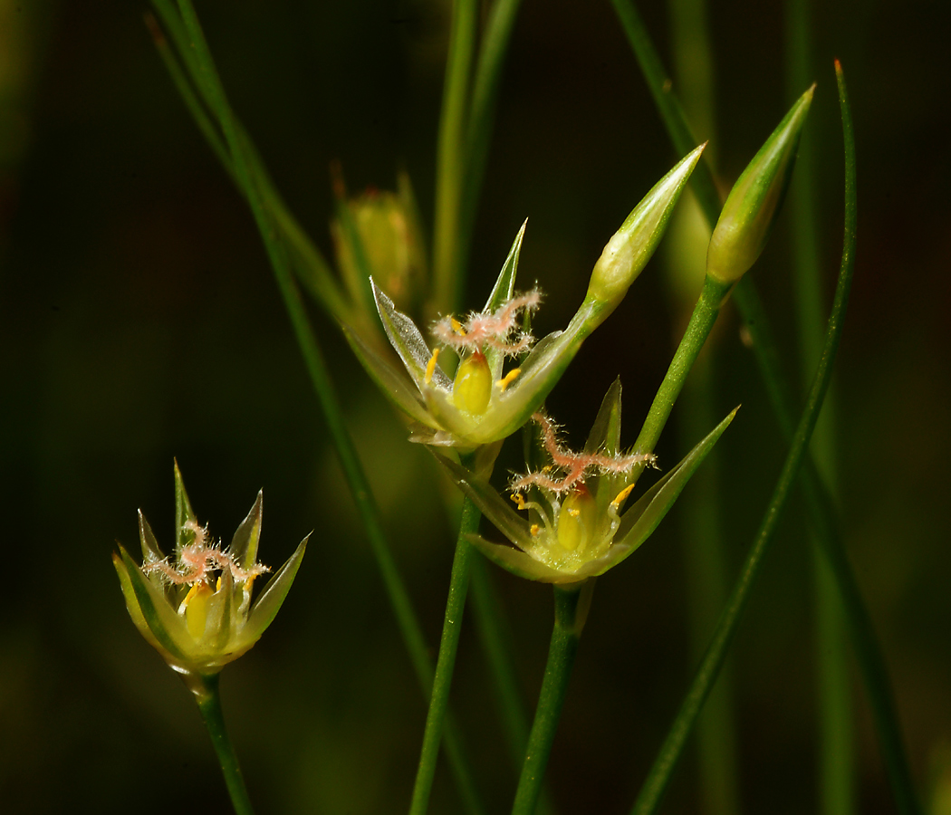 Изображение особи Juncus bufonius.