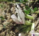 Astragalus demetrii