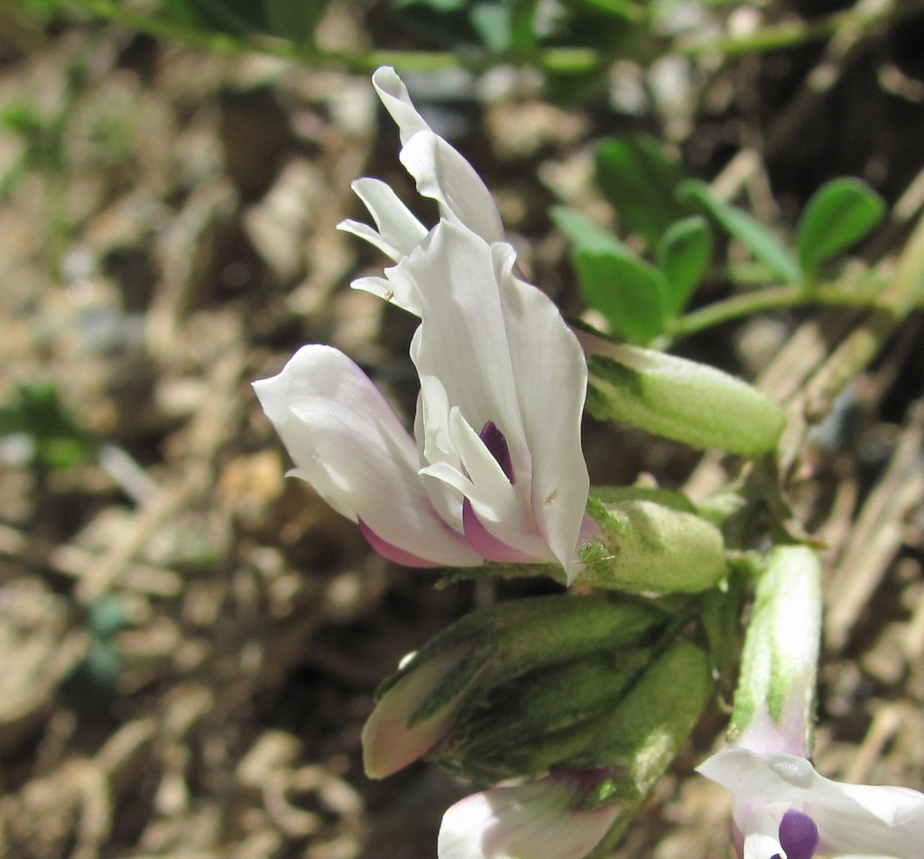 Изображение особи Astragalus demetrii.