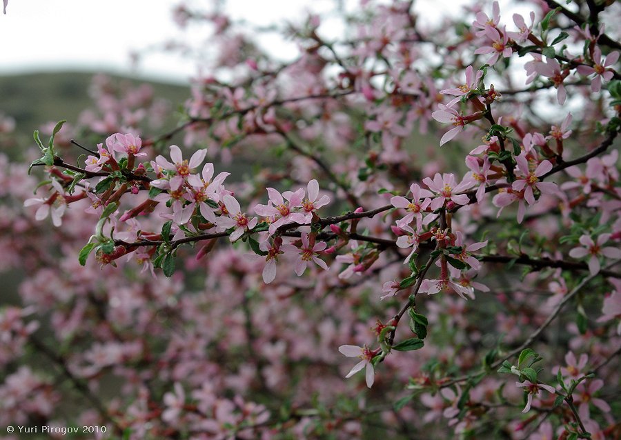 Изображение особи Cerasus incana.