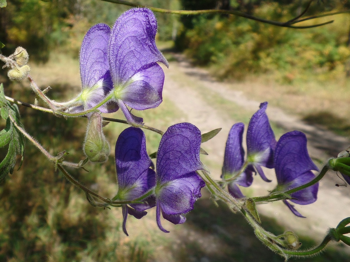 Image of Aconitum volubile specimen.