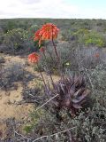 Aloe maculata