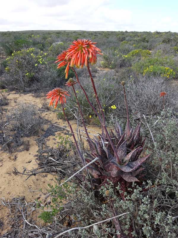 Изображение особи Aloe maculata.