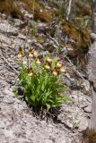 Cypripedium calceolus. Цветущее растение. Ленинградская обл., Кировский р-н, окр. дер. Васильково; долина р. Лава, известняковая осыпь. 04.06.2017.