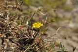 Fumana procumbens