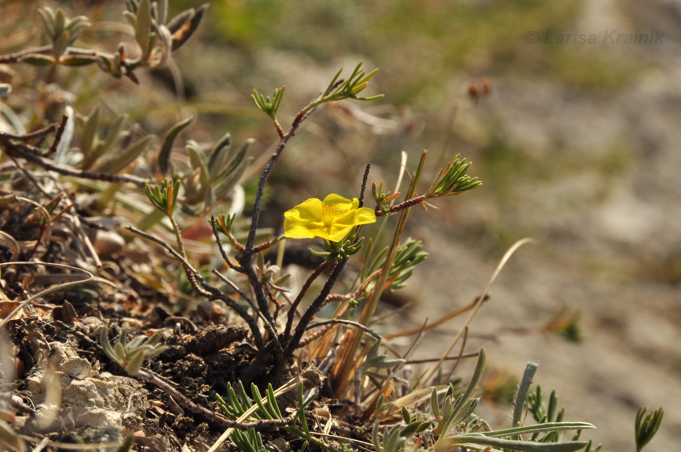 Изображение особи Fumana procumbens.