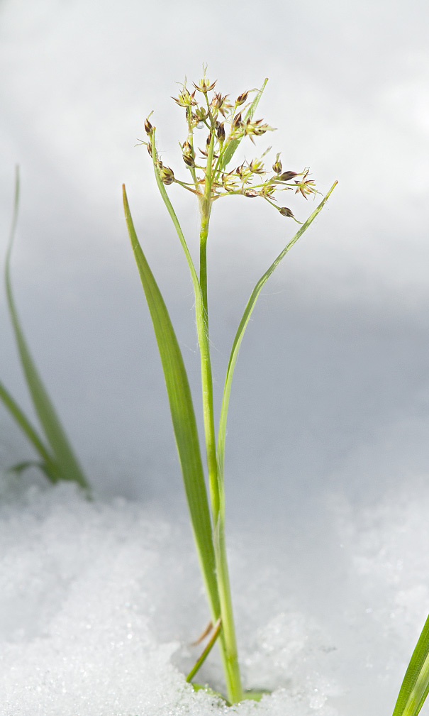 Image of Luzula pilosa specimen.