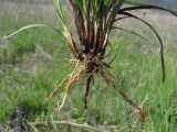 Carex tomentosa