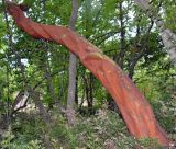 Arbutus andrachne. Искривлённый ствол старого дерева. Крым, \"Царская тропа\" выше пгт Ореанда, лиственный лес. Июль 2017 г.