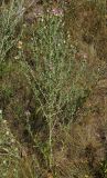 Acroptilon repens