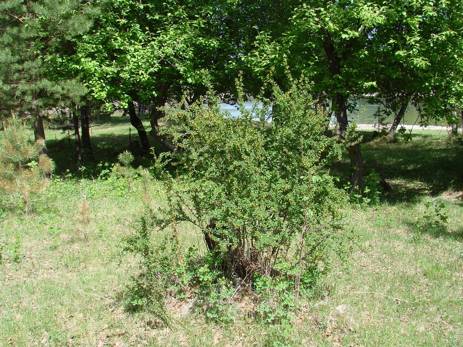 Изображение особи Berberis sibirica.