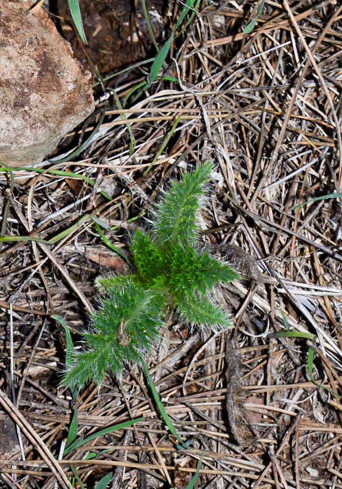 Изображение особи Carlina curetum.