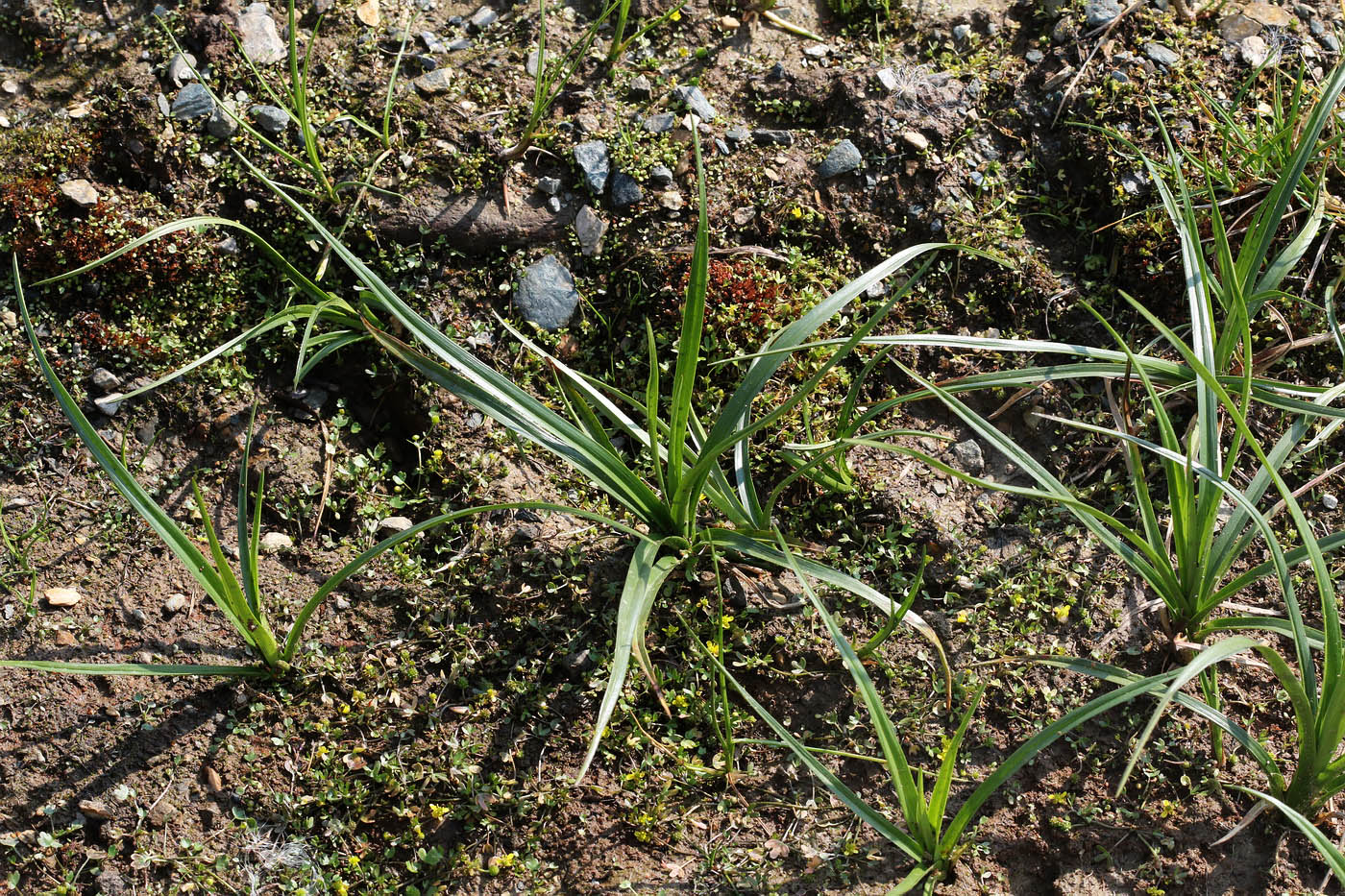 Image of genus Carex specimen.