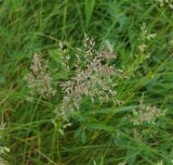 Poa angustifolia