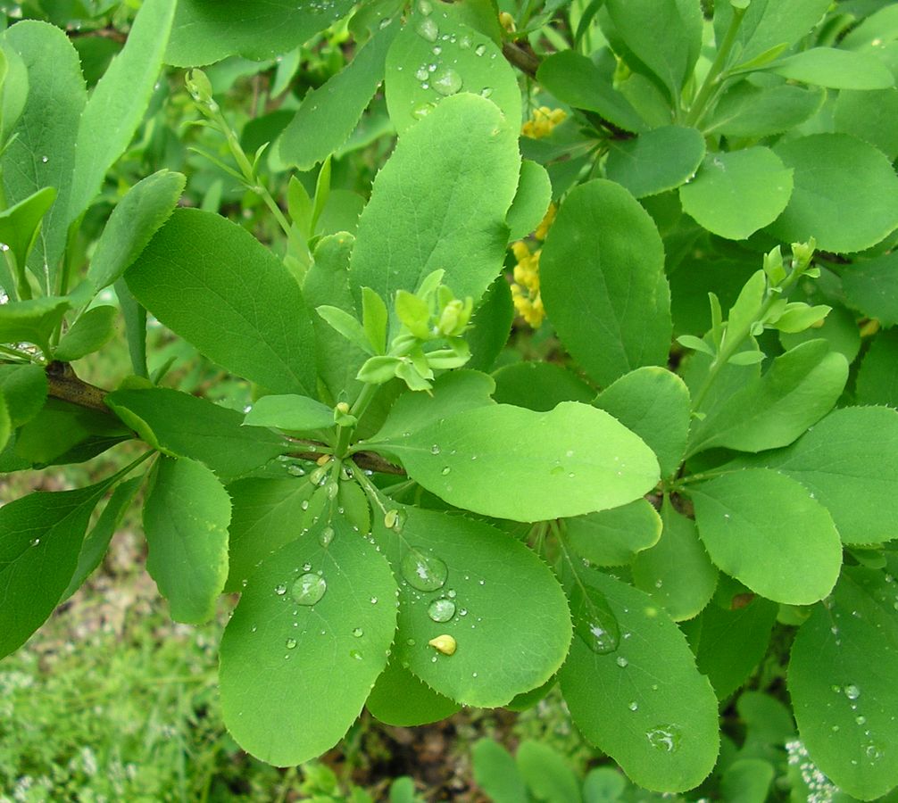 Image of Berberis vulgaris specimen.